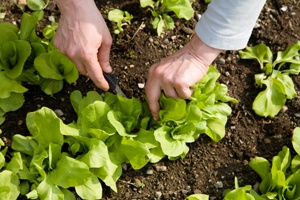 Easy Gardening: How to Grow Food Without Any Hard Work Image